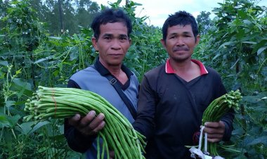 พลิกผื่นดินทอง!ปลูกถั่วฝักยาวเก็บหลังเที่ยงคืนสดจากไร่ส่งร้านค้าโกยรายได้วันละ 1 พันบาท