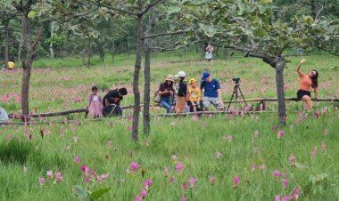 ท่องเที่ยวชัยภูมิคึกคัก!วันหยุดยาว นทท.ทะลักแห่ชมทุ่งดอกกระเจียวบานสะพรั่งทั้ง 2 แห่ง