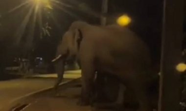 ชาวบ้านสระบัวเมืองกบินทร์บุรีนอนหวาดผวาหนักช้างป่าเขาอ่างฤาในโผล่เยี่ยมกลางดึก