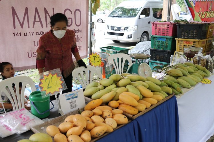 มะม่วงเชียงใหม่สร้างรายได้ให้เกษตรกรหลายพันล้านต่อปี