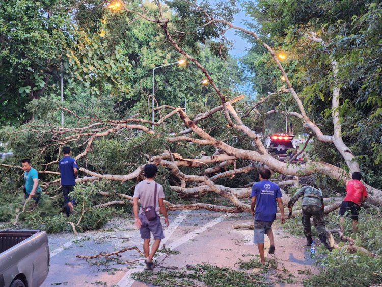 ฝนถล่มโคราชโค่นต้นไม้ใหญ่ขวางถนนหลวง 304 รถติดยาวหลายกิโลเมตร