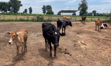 ต้นทุนพุ่ง แบกรับภาระไม่ไหว เกษตรกรเลิกเลี้ยงโคนม ฉุดน้ำนมดิบขาดแคลน กระทบเป็นแซ่ลูกโซ่