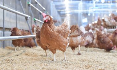 ซีพีเอฟ นำ ไข่ไก่ Cage Free รับ “ฉลากคาร์บอนนิวทรัล” เป็นรายแรกของภูมิภาคเอเชีย เพิ่มทางเลือกคนไทยได้บริโภค