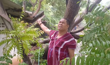 ได้ใจปชช.!“นายกเสริฐ”สั่งกองช่างเคลียร์ต้นไม้ใหญ่ล้มทับหลังคาที่ทำการชุมชนสองแคว 2 เร่งด่วน