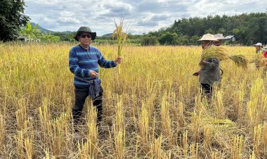 ผลผลิตไม่พอ ตลาดโลกแย่งซื้อข้าวไม่อั้น ดันราคาพุ่งทุบสถิติรอบ 20 ปีหลังอินเดียงดส่งออกตลาดโลก