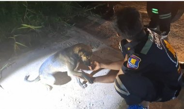 เมตตาค้ำจุนโลก!กู้ภัยใจดีช่วยสุนัขตกท่อขึ้นได้ยกขาหน้าจับมือขอบคุณผู้มีพระคุณ