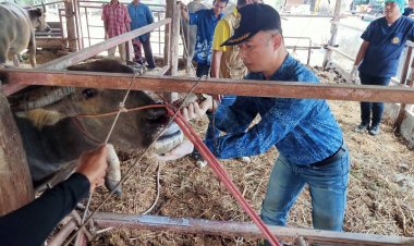 ปศุสัตว์อำนาจเจริญเตือนภัยเกษตรกรเฝ้าระวังโรคระบาดในโคและกระบือช่วงฤดูฝน