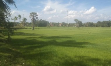 อานิสงส์อินเดียงดส่งออกดันข้าวไทยแพงทุบสถิติ แต่เกษตรกรใค้เมินเพิ่มพื้นที่ทำนาเหตุต้นทุนแพง ไม่คุ้มค่าแรง