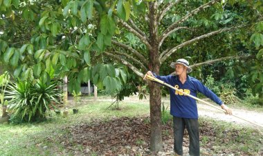 ชาวสวนพัทลุงเดือดหนัก!ผลผลิตมังคุดออกพร้อมล้นตลาดฉุดราคาตกต่ำ