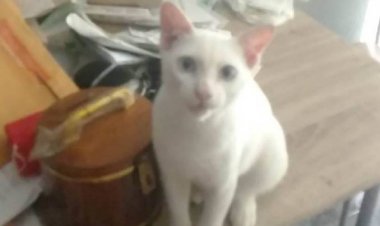 ทาสแมวตั้งรางวัล 2 พันบาทพบเห็นจับเหมียวสุดเลิฟคืนหลังตำรวจเรียกค้นรถตกใจกระโดดหนีเข้าป่าหายเข้ากลีบเมฆ