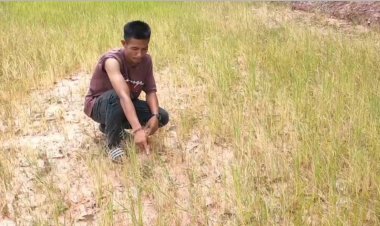 ชาวนาโคราชระทม!ฝนทิ้งช่วงยาวนานนาข้าวยืนต้นตายต้องตัดข้าวให้วัว-ควายกิน (ชมคลิป)