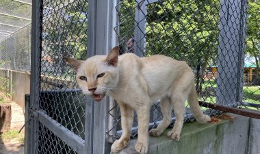 เลขาธิการ TSPCA เตือน จับลูกแมวมาบูชายัญ คิดให้ดีก่อน เข้าข่ายผิดกม.มีโทษทั้งจำปรับ