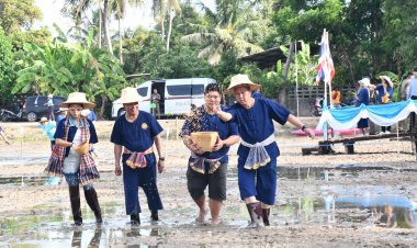 ผู้ว่าฯชลบุรีร่วมกิจกรรมปลูกข้าววันแม่ เก็บเกี่ยววันพ่อสืบสานภูมิปัญญาการเกษตร