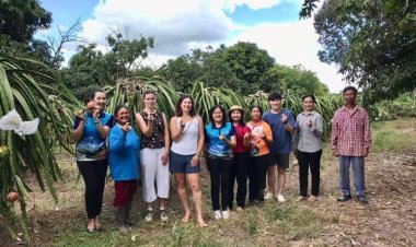 เกษตรกรเมืองขุนหาญพลิกผืนดินปลูก"แก้วมังกร"ขายกำไรงาม สร้างรายได้เสริมจากการทำนา