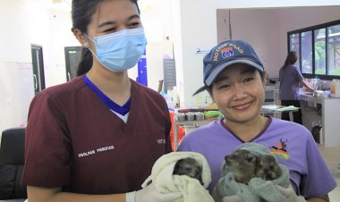 ครั้งแรกของไทย!สวนสัตว์ขอนแก่น ประสบความสำเร็จ เพาะขยายพันธุ์ลูกร็อคไฮแรกซ์ 3 ตัว