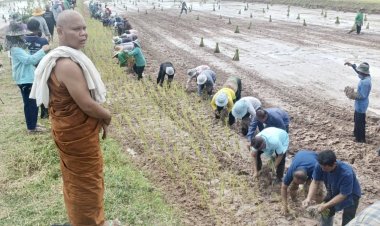 นายอำเภอขุนหาญ ร่วมกับพระสงฆ์จัดพิธีลงแขกดำนาสืบสานประเพณีให้ดำรงค์คงอยู่ต่อไป