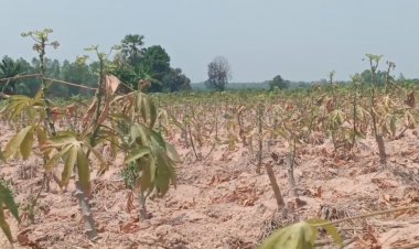 "เอลนีโญ่"อากาศร้อนจัด แล้งหนัก ฝนตกน้อย ไร่มันสำปะหลังโคราชยืนต้นตายขยายวงกว้าง