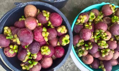 เกษตรกรสวน“มังคุด”พัทลุง อ่วมขาดทุนยับราคาวูบเหลือกก.ละ13 บาท