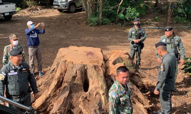 ตำรวจป่าไม้บุกจับแก๊งลักลอบตัดต้นไม้ประดู่ยักษ์อายุกว่า 100 ปียึดของกลาง 12 ท่อน