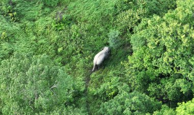 เกษตรกรเมืองปราจีนบุรีร้องทุกข์ถึงนายกฯคนใหม่ช่วยยกเป็นวาระเร่งด่วนแก้ปัญหาช้างป่าลงเขาทำลายพืชไร่แทบทุกคืน
