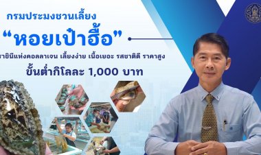 กรมประมงชวนชาวเลเลี้ยง"หอยเป๋าฮื้อ”สัตว์เศรษฐกิจอนาคตไกลสร้างรายได้กิโลละ 1,000 บาท