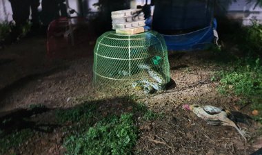 เจ้าของไก่ชนเศร้า!ไอ้หลามยักษ์หิวโซ่เลี้อยมุดสุ่มไก่เขมือบไก่ชนเงินแสนเต็มท้อง