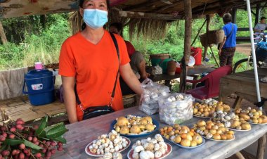 ทองคำกลางป่า "เห็ดละโงก-เห็ดปลวก”ทำเงินวันละครึ่งหมื่น คนนครพนมชื่นมื่น