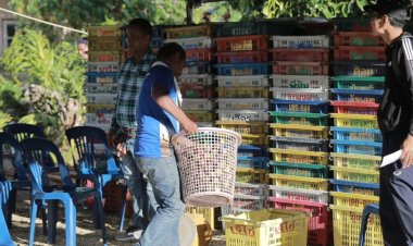 เกษตรกรสวนมังคุด “พัทลุง”เฮลั่น ราคาขยับจาก  13  บาท /กก.เป็น 15–20 บาท/กก.