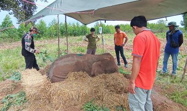 ทีมสัตวแพทย์ให้ยาบำรุงเร่งช่วยเหลือลูกช้างล้มกลางไร่มันสำปะหลังที่โคราชหวังฟื้นตัวโดยเร็ว