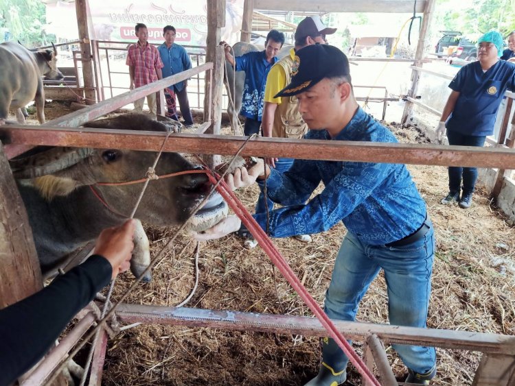 ปศุสัตว์อำนาจเจริญเตือนภัยเกษตรกรเฝ้าระวังโรคระบาดในโคและกระบือช่วงฤดูฝน