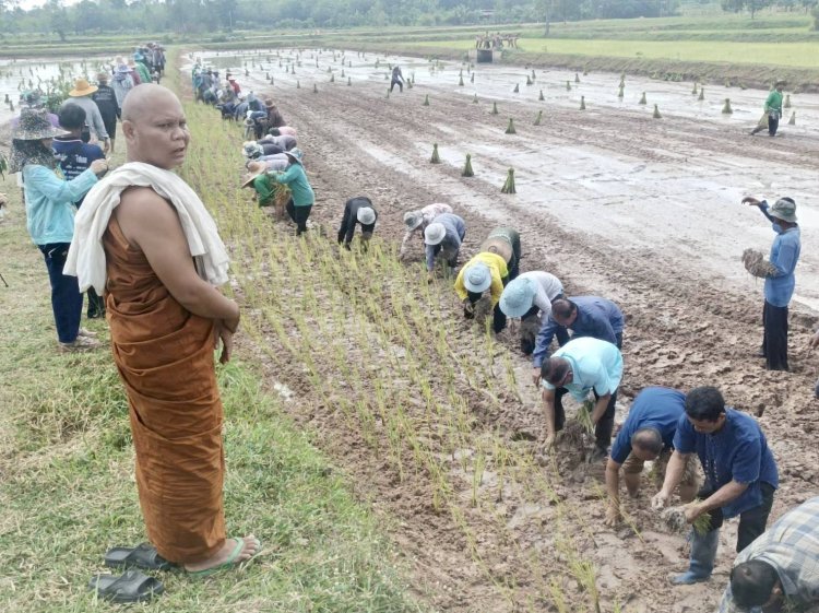 นายอำเภอขุนหาญ ร่วมกับพระสงฆ์จัดพิธีลงแขกดำนาสืบสานประเพณีให้ดำรงค์คงอยู่ต่อไป