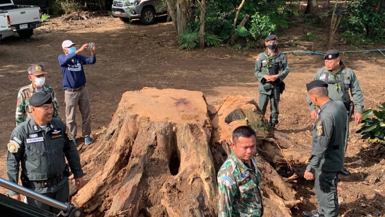 ตำรวจป่าไม้บุกจับแก๊งลักลอบตัดต้นไม้ประดู่ยักษ์อายุกว่า 100 ปียึดของกลาง 12 ท่อน