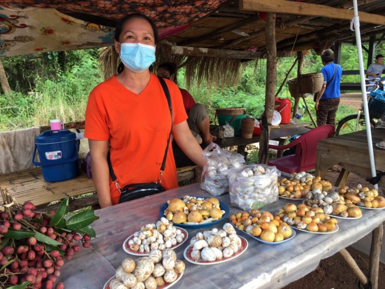 ทองคำกลางป่า "เห็ดละโงก-เห็ดปลวก”ทำเงินวันละครึ่งหมื่น คนนครพนมชื่นมื่น