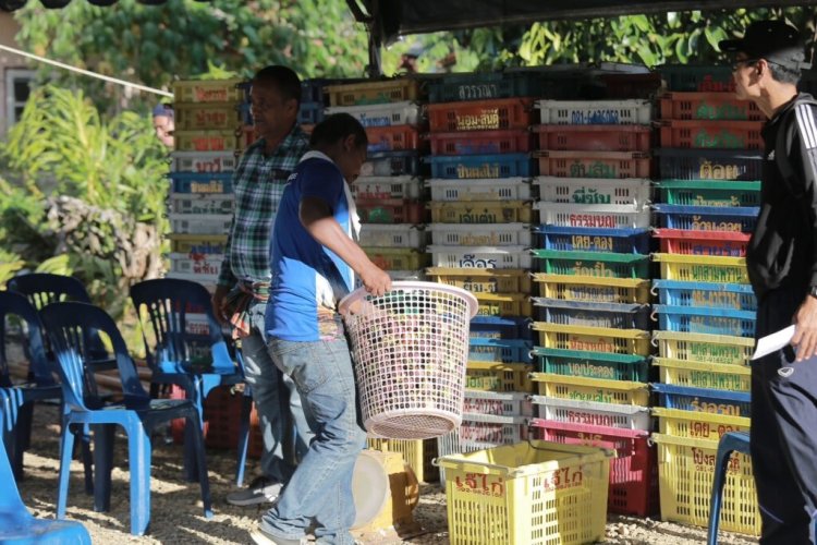 เกษตรกรสวนมังคุด “พัทลุง”เฮลั่น ราคาขยับจาก 13 บาท /กก.เป็น 15–20 บาท/กก.