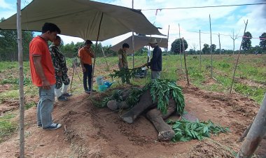 สุดยื้อ!ลูกช้างป่าล้มปริศนากลางไร่มันสำปะหลังที่โคราชเสียชีวิตแล้วเตรียมผ่าพิสูจน์วันนี้