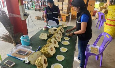 ชุมพรยกเครื่องคุมเข้มล้งทุเรียน หลังถูกจีนตีกลับ 29 ตู้ กว่า 300 ตัน เจอหนอนเจาะเมล็ด