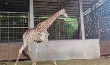 สวนสัตว์ขอนแก่น"พี่แหว่าง"ยีราฟสุดฮอตไปเป็นเขยเชียงใหม่เพิ่มยีราฟในไทย