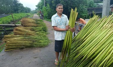 ชาวนาปราจีนฯพลิกผืนดินปลูกต้นโสนคู่ขานนาข้าวขายสร้างรายได้ ปีละแสน