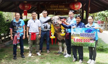 น่าทึ่ง!สีน้ำฟาร์มควายงามเมืองชาละวันทุ่มเงิน5ล้านซื้อควายเพศผู้เป็นพ่อพันธุ์ผลิตลูก