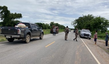 สาวใหญ่โคราชดวงซวย ขับกระบะชนวัววิ่งตัดหน้ารถพัง เจ้าของวัวปัดรับผิดชอบซัดทำไมไม่เบรกรถ