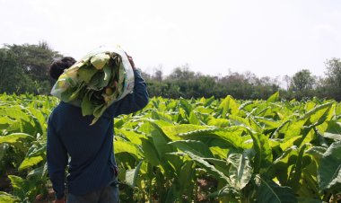 "การยาสูบ"บูรณาการปราบ"บุหรี่เถื่อน"เร่งปรับตัวรับการบริโภคบุหรี่ลดลง