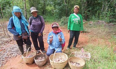 ป่าทองคำ!ฝนตกชุกชาวบ้านเมืองครบุรีแห่เก็บเห็ด"ผึ้งขม"ขายสร้างรายได้วันละครึ่งหมื่น