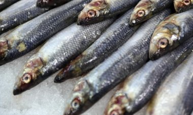 ร้านอาหารฝรั่งเศสเสิร์ฟปลาซาดีนดองให้ลูกค้าทานติดเชื้อโบทูลิซึมดับ 1 ป่วยอีก 12 ราย