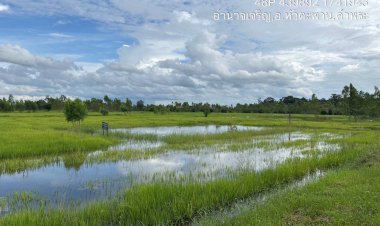 ฝนตกหนักเขื่อนระบายน้ำทิ้งเอ่อท่วมนาข้าวอำนาจเจริญกว่า 600 ไร่ ปภ.-ชลประทานเร่งสำรวจความเสียหายช่วยเหลือ