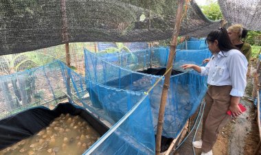 ฟาร์มเลี้ยงกบยิ้มแก้มปริ!ช่วงนี้กบเนื้อราคาแพง - ลูกอ๊อดดีตัวกก.ละเกือบ 400 บาท