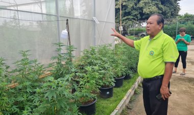 เปิดเสรีกัญชาพ่นพิษ!แห่ปลูกเกลื่อนเมืองไร้ตลาดรองรับ วิสาหกิจชุมชนกัญชาทั่วประเทศใกล้ล้มละลาย