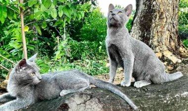 ฮือฮา!แมวสีสวาด สายพันธุ์ สีทอง แบบฉบับตำราโบราณ เตรียมขยายพันธุ์เพื่อการอนุรักษ์ (ชมคลิป)