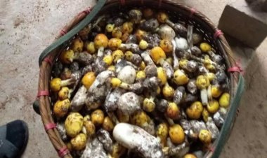 ฝนตกชุกเห็ดป่าออกเยอะชาวบ้านเชียงใหม่แห่เก็บไปขายจนล้นตลาดฉุดราคาร่วงเหลือกก.ละ 50 จาก 200-300 บาท