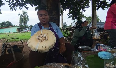 สมบัติใต้ดินออกแล้วในรอบปี"ราชาเห็ดป่า" ชาวบ้านแห่เก็บกิน วางขายรายได้สุดปัง