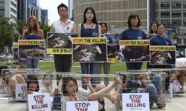 ปิดตำนานเปิบพิสดาร! ส.ส.เกาหลีใต้เล็งเสนอกฎหมายห้ามกิน 'เนื้อสุนัข'ยุติประเพณีเก่าแก่อายุหลายร้อยปี